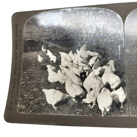 Antique Stereoscope Photo Card The Young Farmer Boy & Chickens 1904 LI89 - Picture 3 of 5